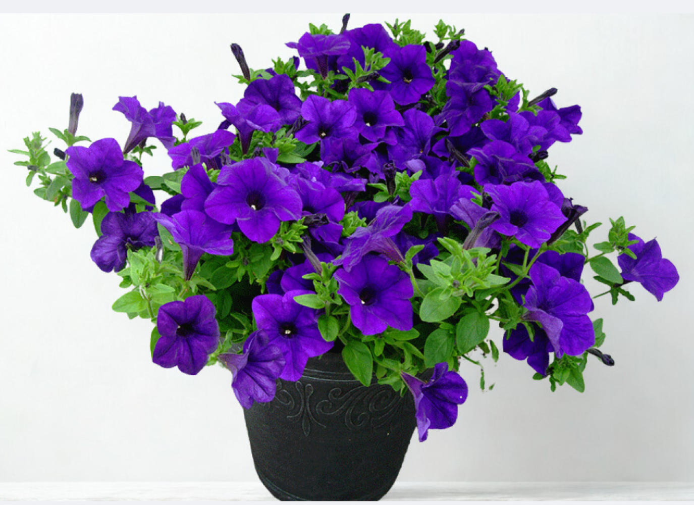 Surfiniq Violet 