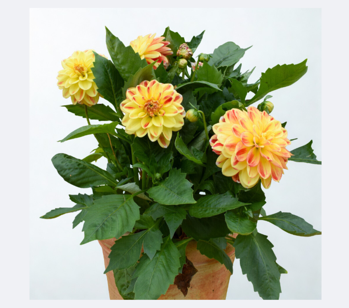 Dahlia Imagin Power Tricolor