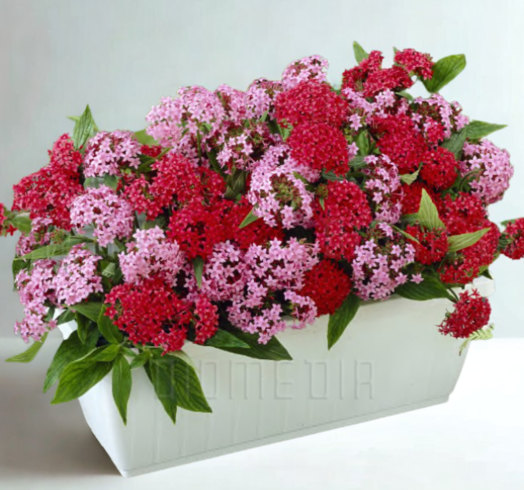 Pentas grafic MIX