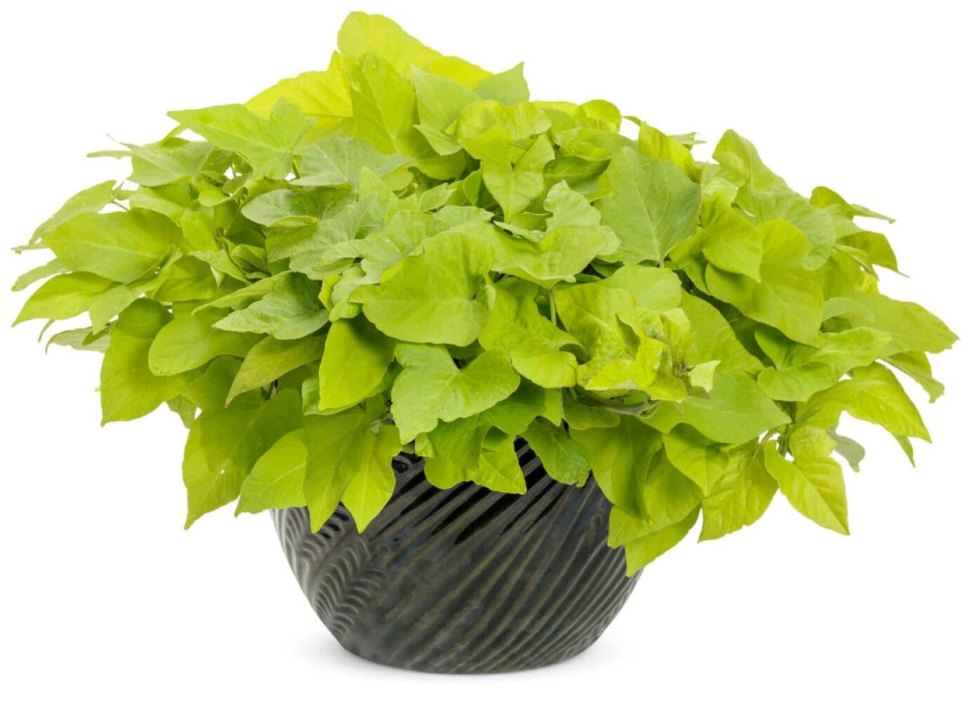 Ipomea Batatas Compact Yellow